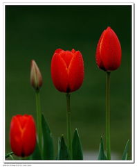 北京圃朗特園藝 科技賦能花卉產業，機械設備引領園藝新潮流