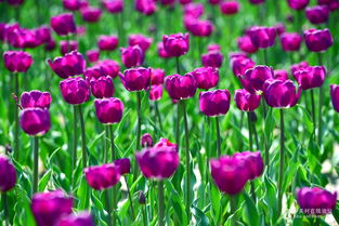 春之使者 郁金香，機械鏡頭下的生命禮贊